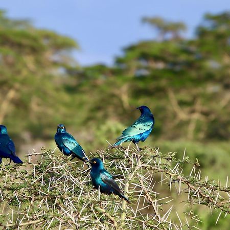 Amboseli Cultural Camping Zewnętrze zdjęcie
