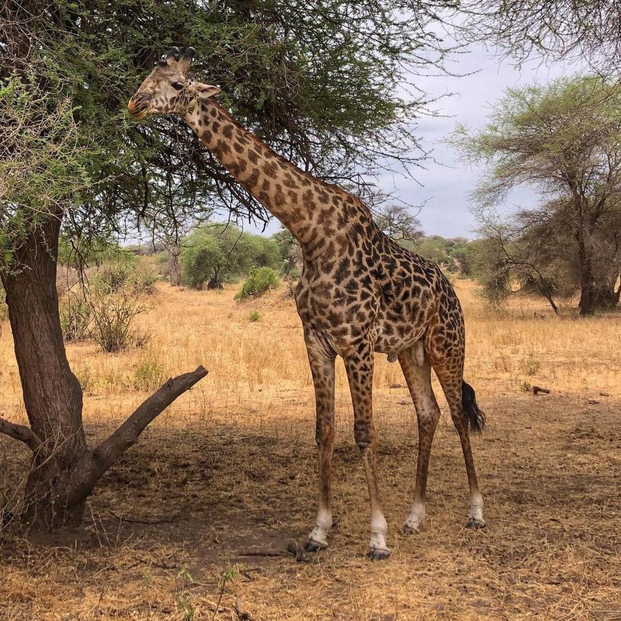 Amboseli Cultural Camping Zewnętrze zdjęcie
